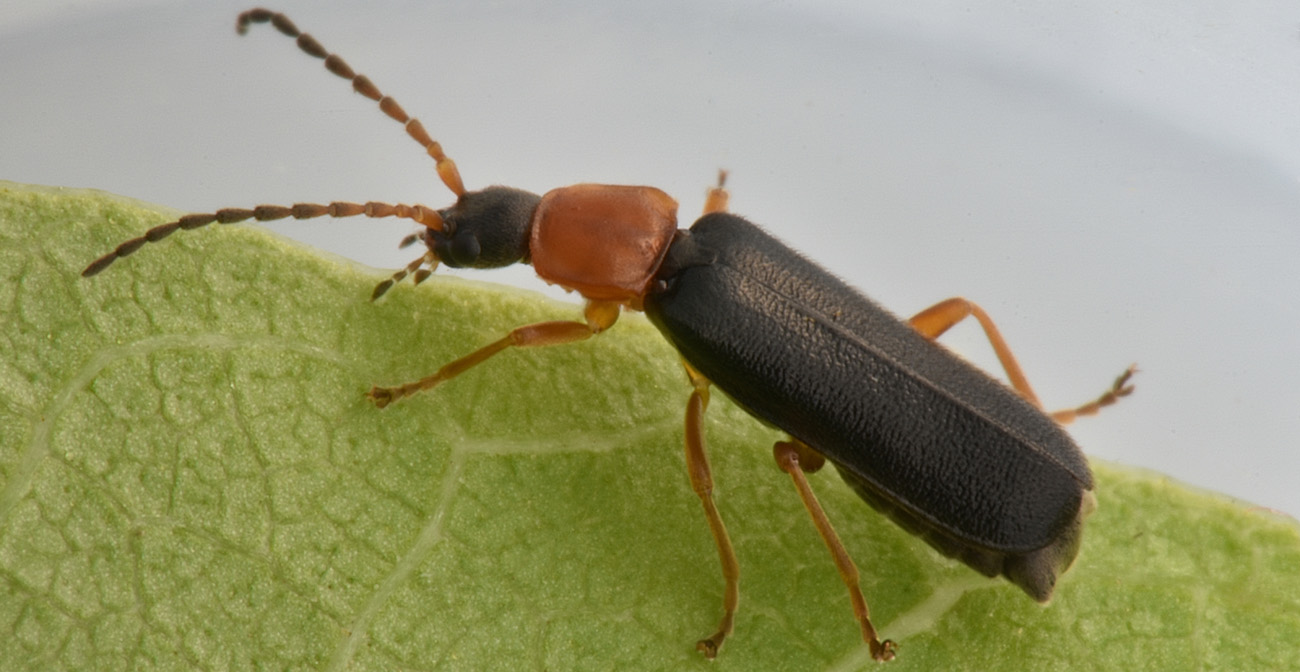 Cantharidae: Cratosilis sicula